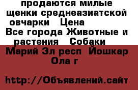 продаются милые щенки среднеазиатской овчарки › Цена ­ 30 000 - Все города Животные и растения » Собаки   . Марий Эл респ.,Йошкар-Ола г.